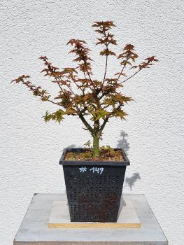Löwenkopfahorn - Acer shishigashira